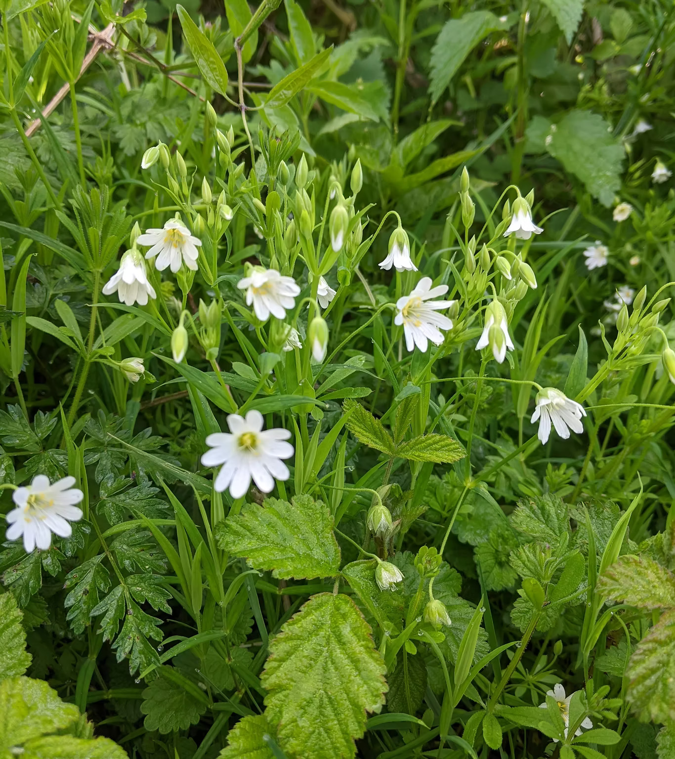 Green Week 2026 to Celebrate Sustainability in Overton