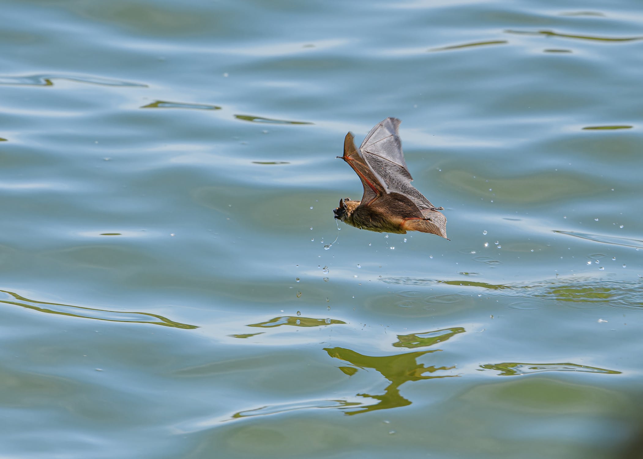 Bat Watching in Overton