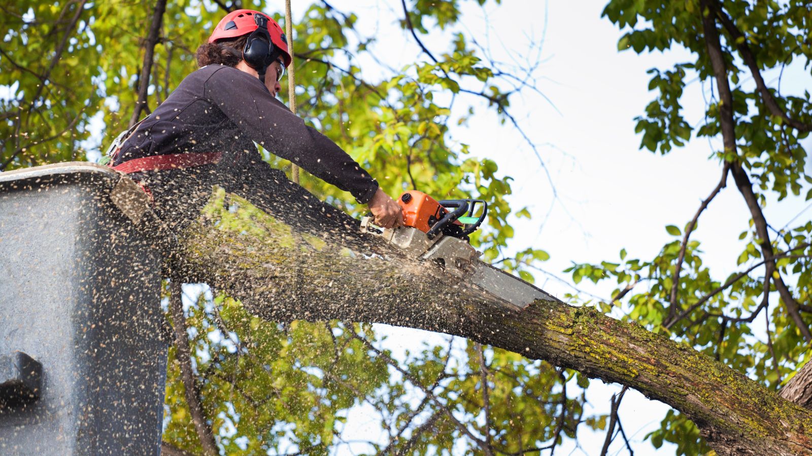 Vegetation Clearance Planned for Station Road Next Week
