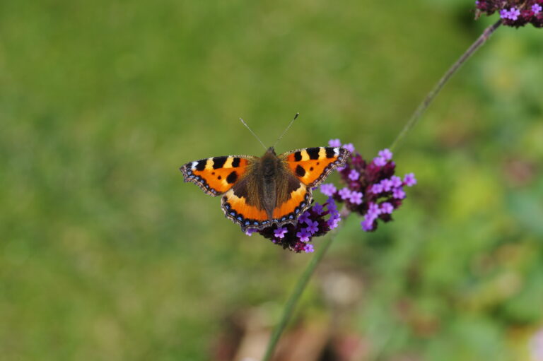 Tortoiseshell Butterfly