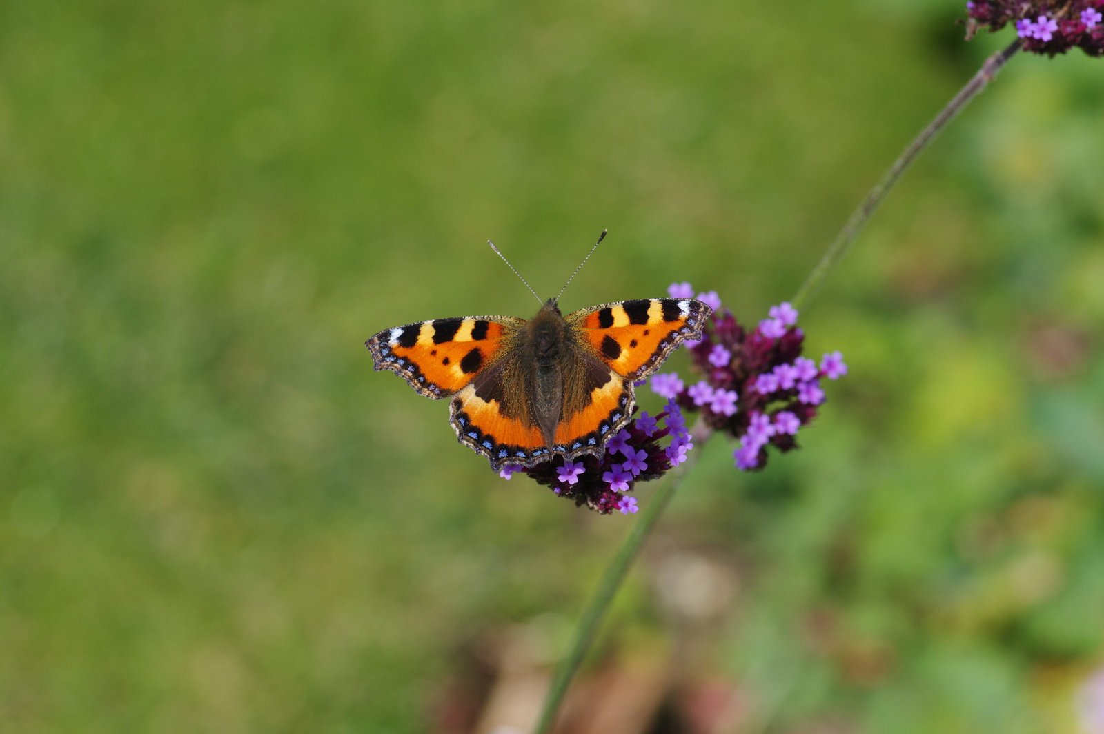 Tortoiseshell Butterfly
