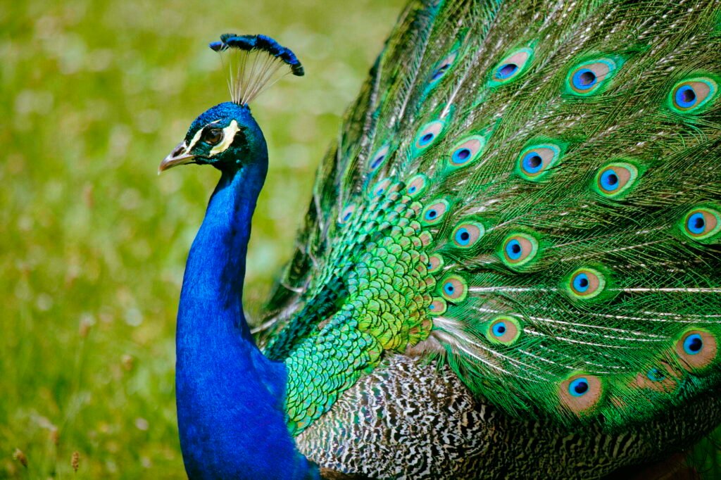 Peacock - Overton