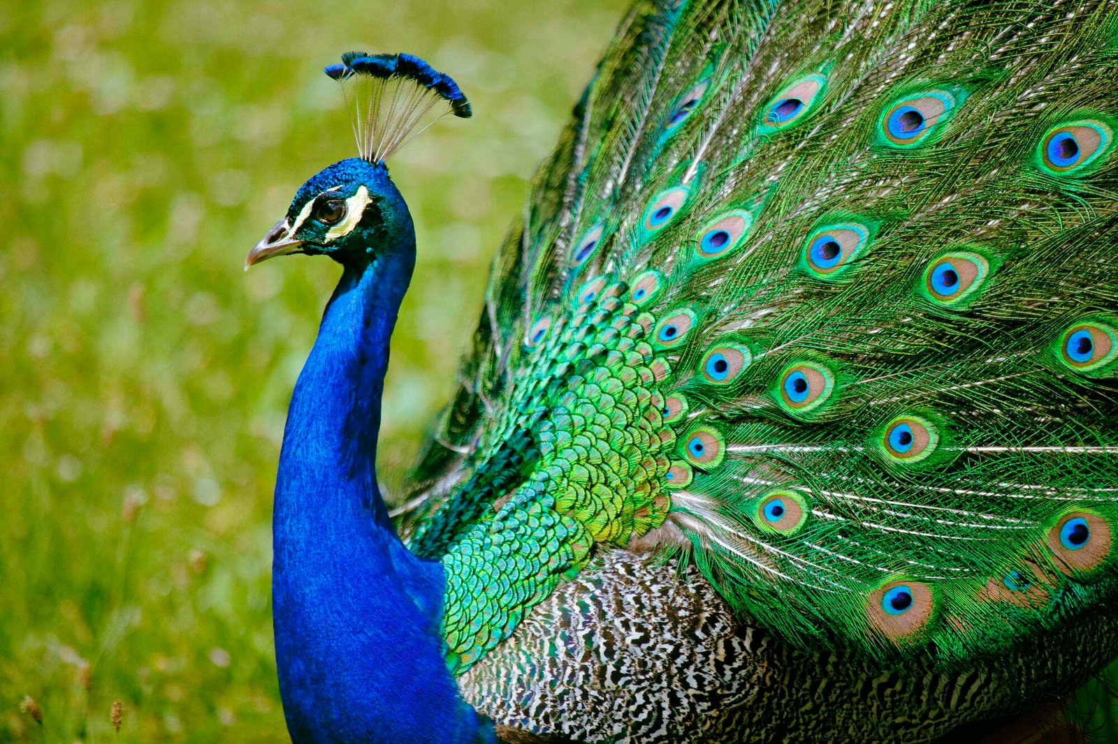 Peacock - Overton