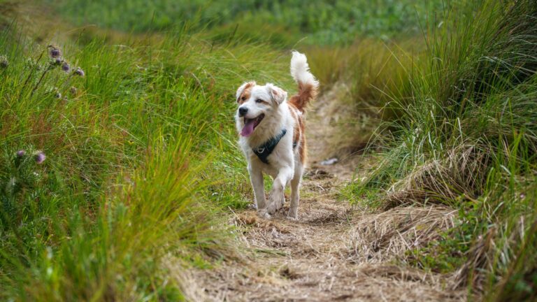 Dog Fouling Complaints Prompt Patrols, Education Campaign and Fines in Overton