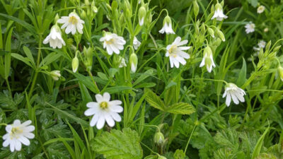 Green Week 2026 to Celebrate Sustainability in Overton